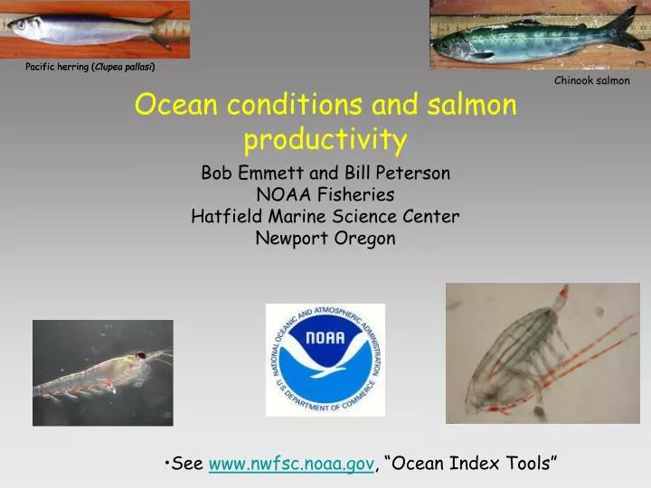 ocean conditions and salmon productivity