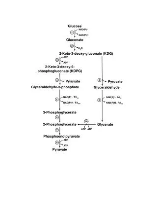 Glyceraldehyde-3-phosphate