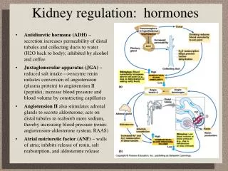 Kidney regulation: hormones