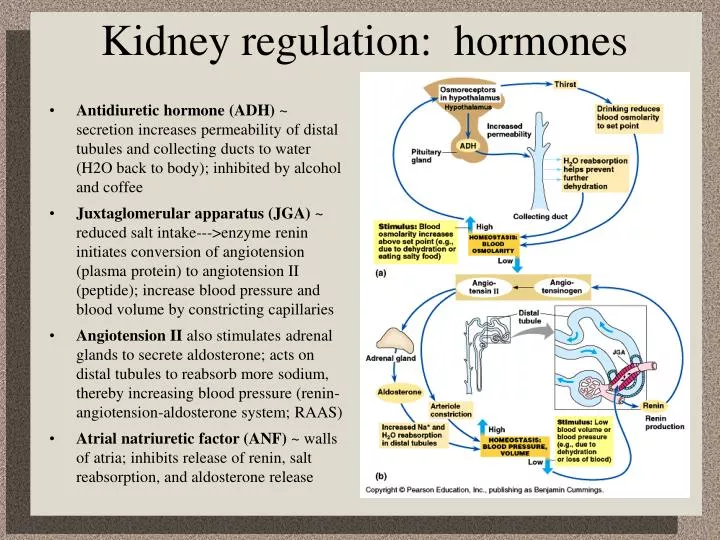 kidney regulation hormones