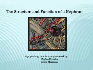 The Structure and Function of a Nephron