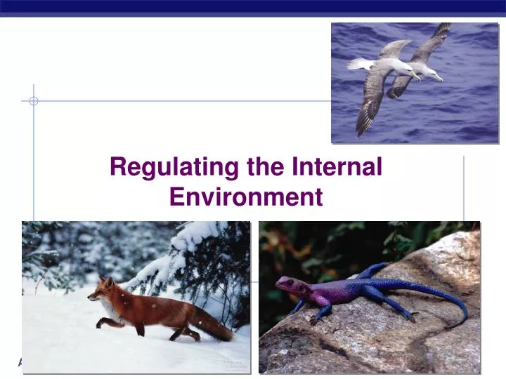 regulating the internal environment