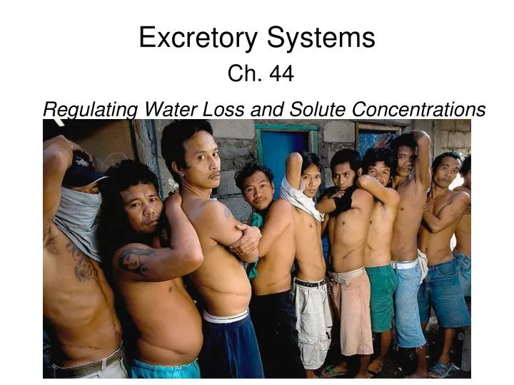 excretory systems ch 44