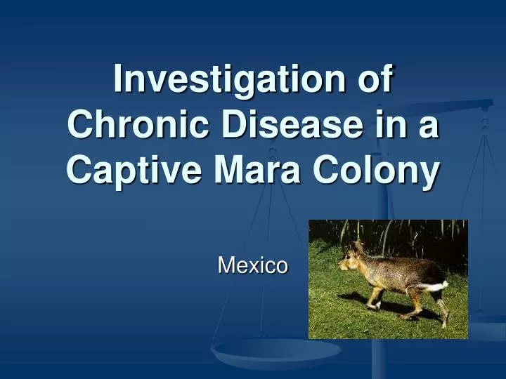 investigation of chronic disease in a captive mara colony