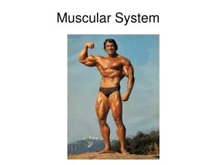 Muscular System