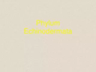 phylum echinodermata