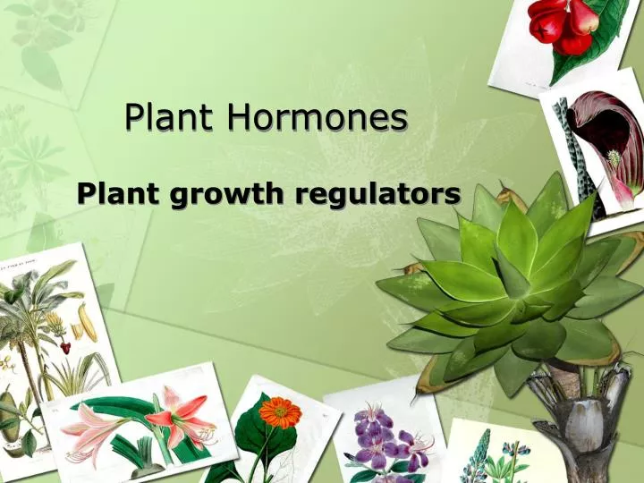 plant hormones