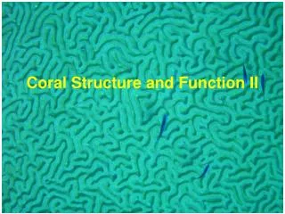 Coral Structure and Function II