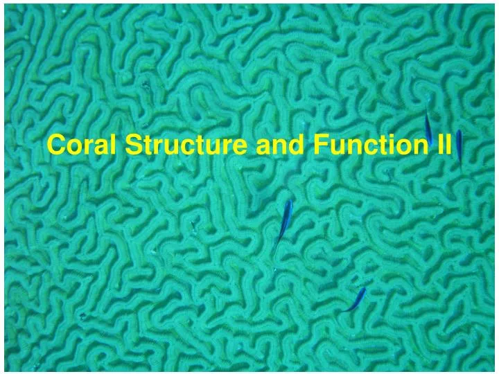 coral structure and function ii