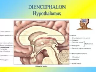 DIENCEPHALON Hypothalamus