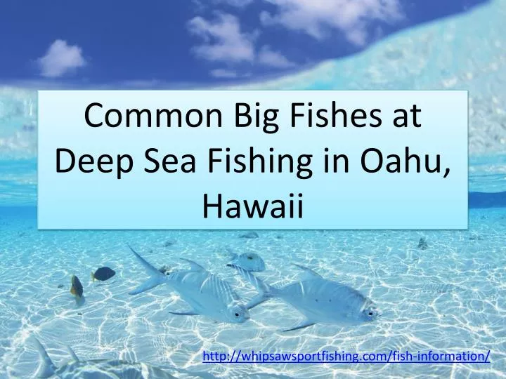 common big fishes at deep sea fishing in oahu hawaii
