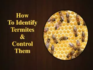 How to Identify Termites and Control Them