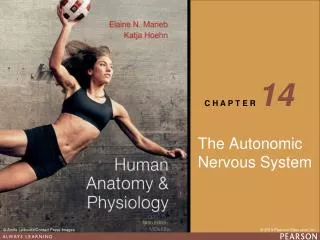 The Autonomic Nervous System