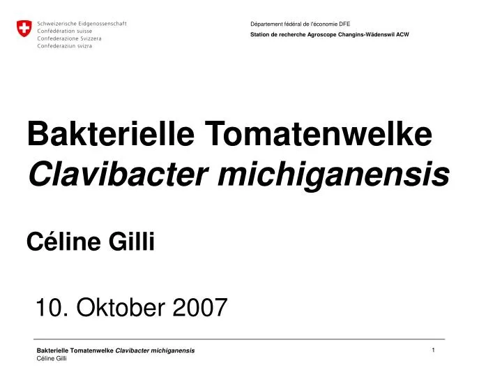 bakterielle tomatenwelke clavibacter michiganensis c line gilli