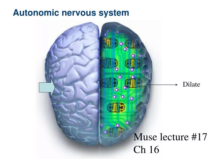 autonomic nervous system