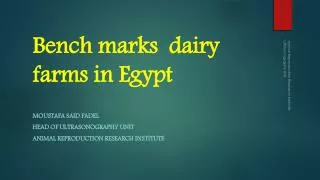 Bench marks dairy farms in Egypt