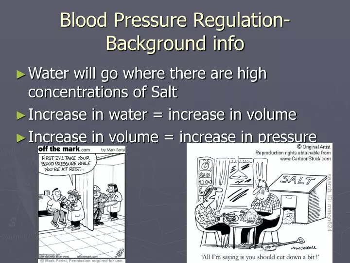 blood pressure regulation background info