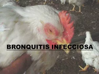 bronquitis infecciosa