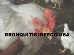 BRONQUITIS INFECCIOSA - slide 1