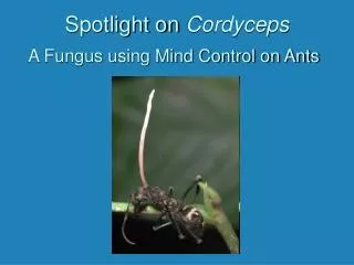 Spotlight on Cordyceps