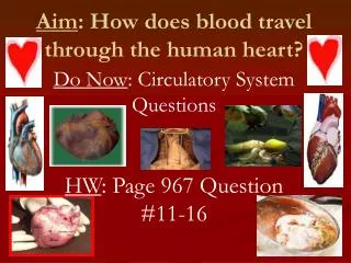 Aim : How does blood travel through the human heart?
