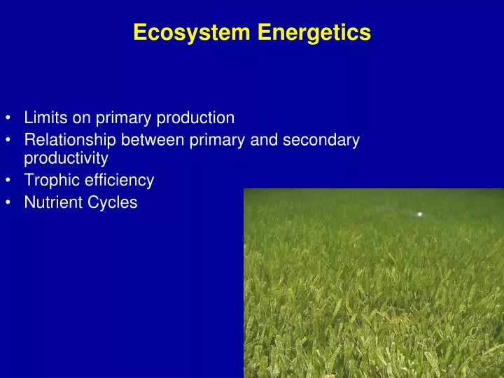 ecosystem energetics