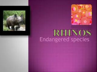 rhinos