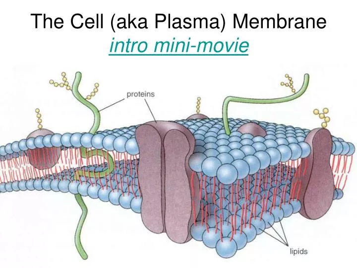 the cell aka plasma membrane intro mini movie