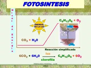 fotosintesis