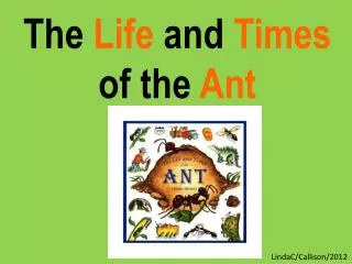 The Life and Times of the Ant