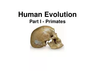Human Evolution Part I - Primates