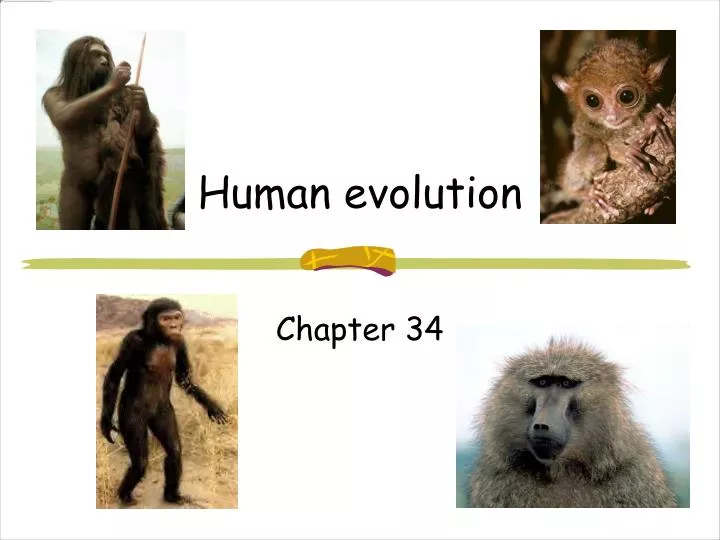 human evolution