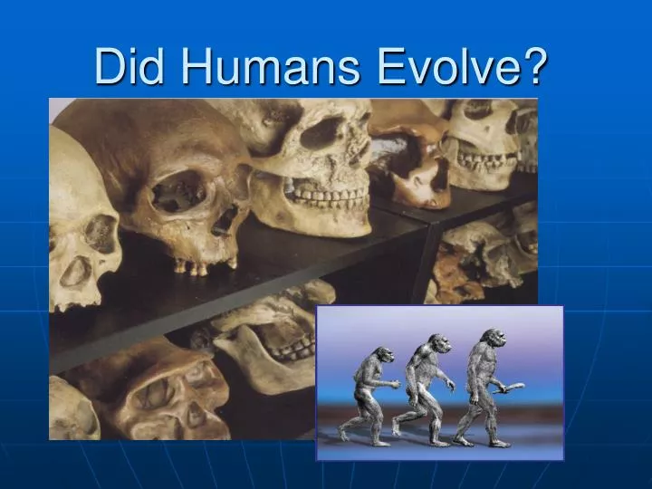 did humans evolve