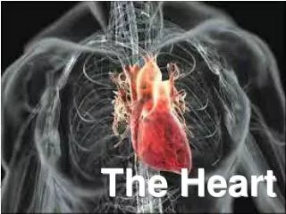 The Heart