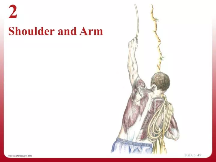 chapter 2 shoulder and arm