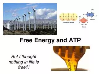 Free Energy and ATP