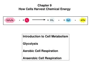 Chapter 9 How Cells Harvest Chemical Energy