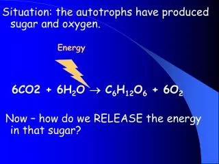 Situation: the autotrophs have produced sugar and oxygen. Energy