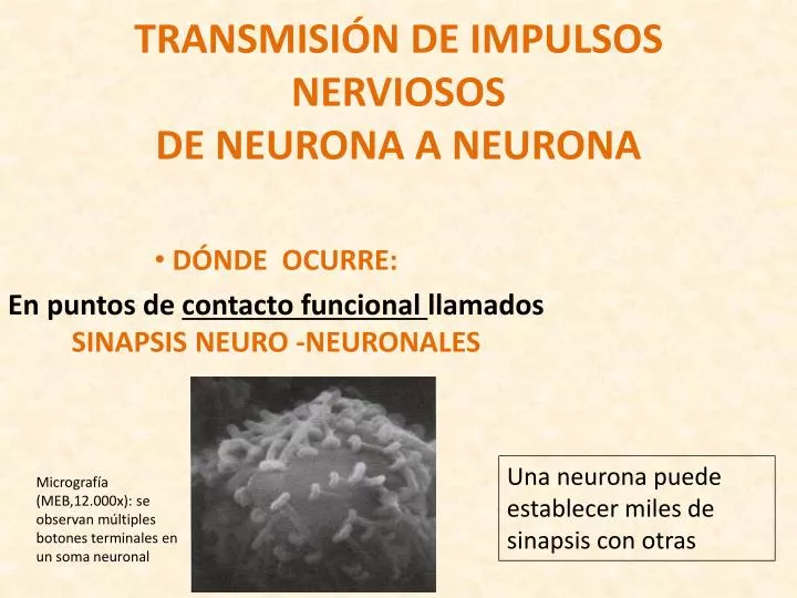 transmisi n de impulsos nerviosos de neurona a neurona