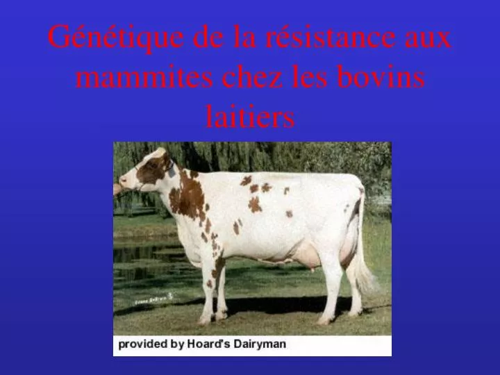 g n tique de la r sistance aux mammites chez les bovins laitiers