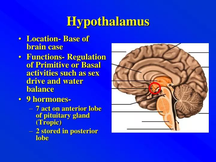 hypothalamus