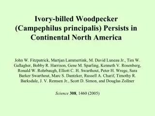 Ivory-billed Woodpecker ( Campephilus principalis ) Persists in Continental North America