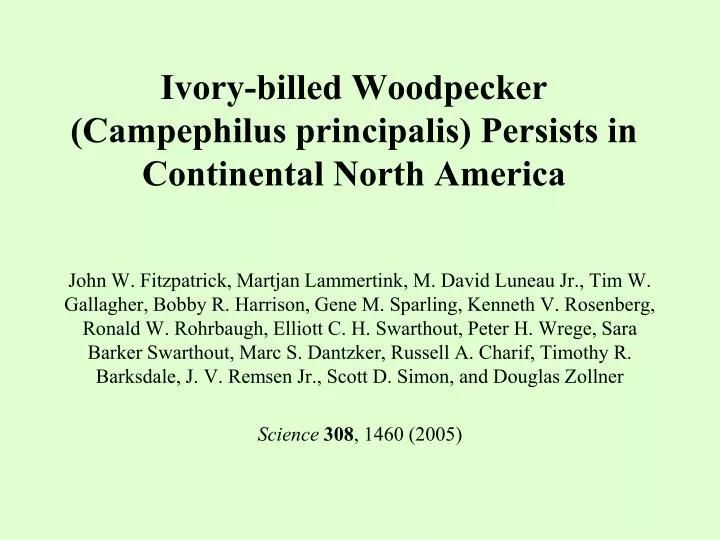 ivory billed woodpecker campephilus principalis persists in continental north america
