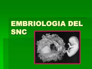 embriologia del snc