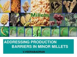 ADDRESSING PRODUCTION 	BARRIERS IN MINOR MILLETS V.VEERABADRAN
