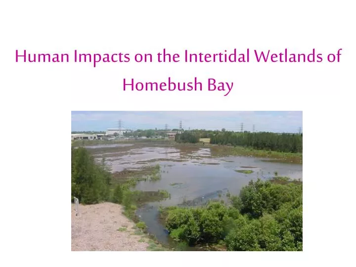 human impacts on the intertidal wetlands of homebush bay