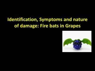 Identification, Symptoms and nature of damage: Fire bats in Grapes