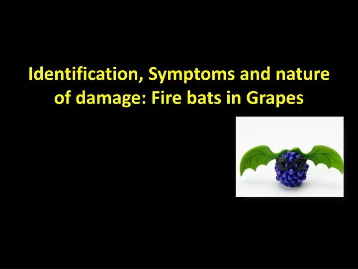 identification symptoms and nature of damage fire bats in grapes