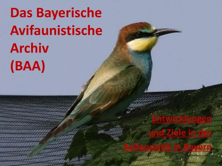 das bayerische avifaunistische archiv baa