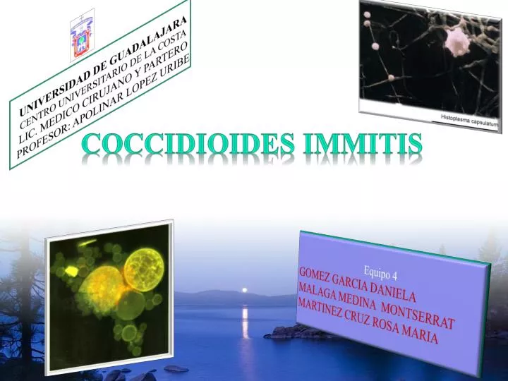 coccidioides i mmitis